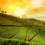 India - Travflix Tours