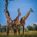 Kenya - Travflix Tours