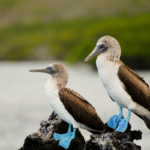Galapagos Peruvian - Travflix Tours