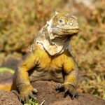 galapagos land iguana