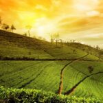 hillside tea estate sunrise