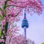 seoul tower cherry blossoms spring south korea