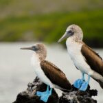wildlife galapagos blue feet birds