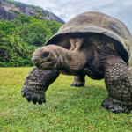 Seychelles