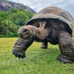 seychelles giant tortoise